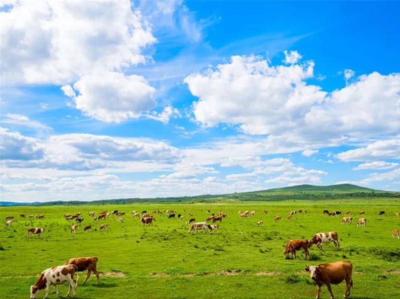 内蒙古草原之歌，壮丽风光与民族传奇的交响乐章